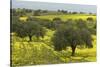 Olive Trees with by Yellow Bermuda Buttercups (Oxalis Pes Caprae) Kaplika, Northern Cyprus, April-Lilja-Stretched Canvas