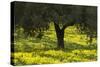 Olive Trees with Flowering Bermuda Buttercups (Oxalis Pes Caprae) Kaplika, Cyprus, April-Lilja-Stretched Canvas