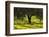 Olive Trees with Flowering Bermuda Buttercups (Oxalis Pes Caprae) Kaplika, Cyprus, April-Lilja-Framed Photographic Print