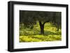 Olive Trees with Flowering Bermuda Buttercups (Oxalis Pes Caprae) Kaplika, Cyprus, April-Lilja-Framed Photographic Print