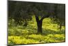 Olive Trees with Flowering Bermuda Buttercups (Oxalis Pes Caprae) Kaplika, Cyprus, April-Lilja-Mounted Photographic Print