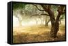 Olive Trees-Subbotina Anna-Framed Stretched Canvas