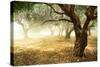 Olive Trees-Subbotina Anna-Stretched Canvas