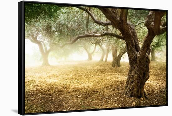 Olive Trees-Subbotina Anna-Framed Stretched Canvas