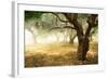 Olive Trees-Subbotina Anna-Framed Art Print