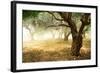 Olive Trees-Subbotina Anna-Framed Art Print