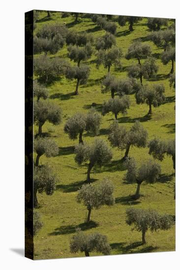 Olive Trees-null-Stretched Canvas