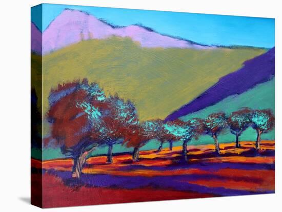 Olive Trees-Paul Powis-Stretched Canvas