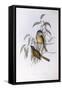 Olive Whistler (Pachycephala Olivacea)-John Gould-Framed Stretched Canvas