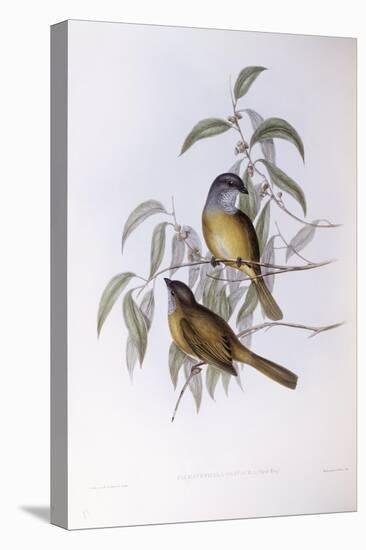 Olive Whistler (Pachycephala Olivacea)-John Gould-Stretched Canvas