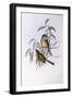 Olive Whistler (Pachycephala Olivacea)-John Gould-Framed Giclee Print
