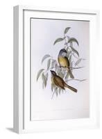 Olive Whistler (Pachycephala Olivacea)-John Gould-Framed Giclee Print