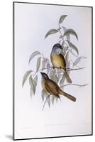 Olive Whistler (Pachycephala Olivacea)-John Gould-Mounted Giclee Print