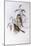 Olive Whistler (Pachycephala Olivacea)-John Gould-Mounted Giclee Print