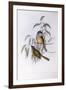 Olive Whistler (Pachycephala Olivacea)-John Gould-Framed Giclee Print