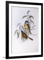 Olive Whistler (Pachycephala Olivacea)-John Gould-Framed Giclee Print