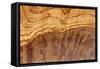 Olive Wood Texture-Veniamin Kraskov-Framed Stretched Canvas