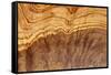 Olive Wood Texture-Veniamin Kraskov-Framed Stretched Canvas