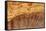 Olive Wood Texture-Veniamin Kraskov-Framed Stretched Canvas