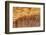 Olive Wood Texture-Veniamin Kraskov-Framed Photographic Print