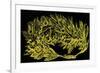 Olive Wreath in Gold, Illustration from 'History of Rome' by Victor Duruy, Published 1884-English-Framed Giclee Print