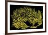 Olive Wreath in Gold, Illustration from 'History of Rome' by Victor Duruy, Published 1884-English-Framed Giclee Print