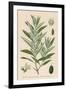 Olive-null-Framed Art Print