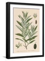Olive-null-Framed Art Print