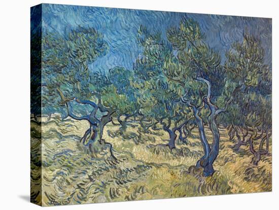 Olivenbaeume (Les Oiliviers), 1889-Vincent van Gogh-Stretched Canvas