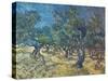 Olivenbaeume (Les Oiliviers), 1889-Vincent van Gogh-Stretched Canvas