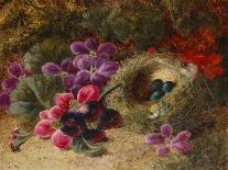 Primroses and Bird's Nests on a Mossy Bank, 1882-Oliver Clare-Giclee Print