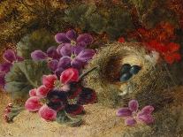 Apple Blossoms, a Primrose and Birds Nest on a Mossy Bank-Oliver Clare-Framed Giclee Print