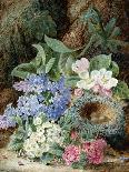 Apple Blossoms, a Primrose and Birds Nest on a Mossy Bank-Oliver Clare-Framed Stretched Canvas