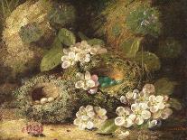 Apple Blossoms, a Primrose and Birds Nest on a Mossy Bank-Oliver Clare-Mounted Giclee Print