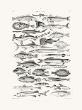 Sealife I-Oliver Goldsmith-Stretched Canvas