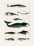 Sealife I-Oliver Goldsmith-Photographic Print