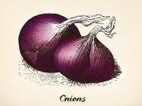 Onions Vintage Illustration, Red Onions Vector Image after Vintage Illustration from Brockhaus' Kon-Oliver Hoffmann-Art Print