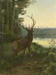 Elk-Oliver Kemp-Stretched Canvas