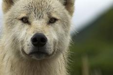 Grey Wolf (Canis Lupus) Portrait, Katmai National Park, Alaska, USA, August-Oliver Scholey-Stretched Canvas