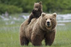 Grizzly Bear (Ursus Arctos Horribilis) With Grey Wolf (Canis Lupus) Stretching Behind-Oliver Scholey-Photographic Print