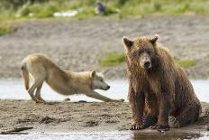 Grizzly Bear (Ursus Arctos Horribilis) With Grey Wolf (Canis Lupus) Stretching Behind-Oliver Scholey-Laminated Photographic Print