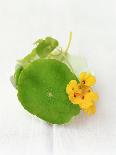 Nasturtium with Yellow Flower-Oliver Schwarzwald-Framed Stretched Canvas