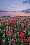 Dorset Poppy Field at Sunset-Oliver Taylor-Stretched Canvas