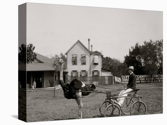 Oliver W., the Famous Trotting Ostrich at Florida Ostrich Farm, Jacksonville-null-Stretched Canvas