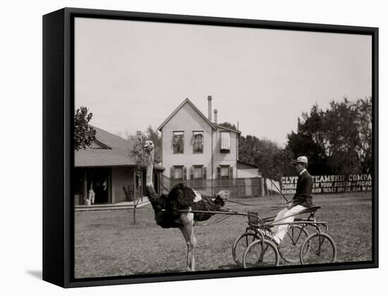 Oliver W., the Famous Trotting Ostrich at Florida Ostrich Farm, Jacksonville-null-Framed Stretched Canvas