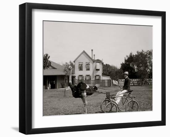 Oliver W., the Famous Trotting Ostrich at Florida Ostrich Farm, Jacksonville-null-Framed Photo