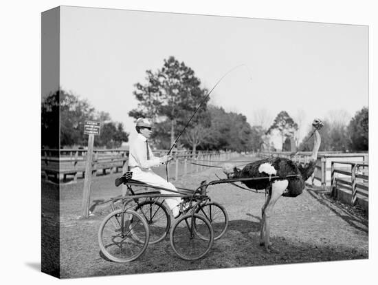 Oliver W., the Famous Trotting Ostrich at Florida Ostrich Farm, Jacksonville-null-Stretched Canvas