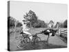 Oliver W., the Famous Trotting Ostrich at Florida Ostrich Farm, Jacksonville-null-Stretched Canvas