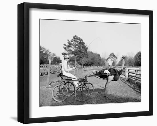 Oliver W., the Famous Trotting Ostrich at Florida Ostrich Farm, Jacksonville-null-Framed Photo