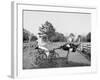 Oliver W., the Famous Trotting Ostrich at Florida Ostrich Farm, Jacksonville-null-Framed Photo